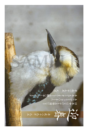 hb06 ワライカワセミの写真年賀状