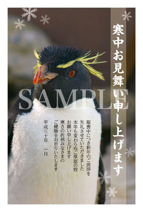 he06 ペンギン写真の寒中お見舞い