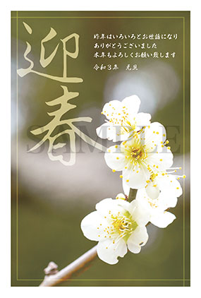 梅の花年賀状2021