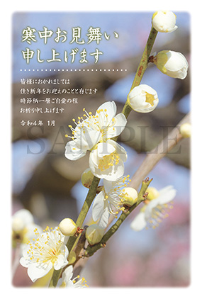 he02 白梅の寒中お見舞い
