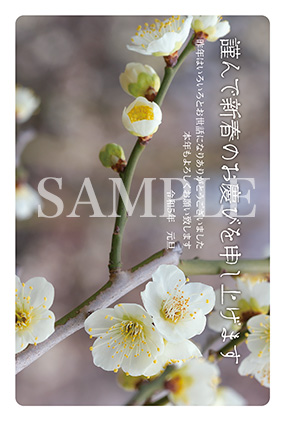 hc03 白梅の写真年賀状2023