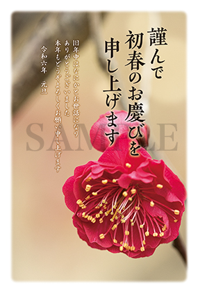 hc01 紅梅の写真年賀状2024