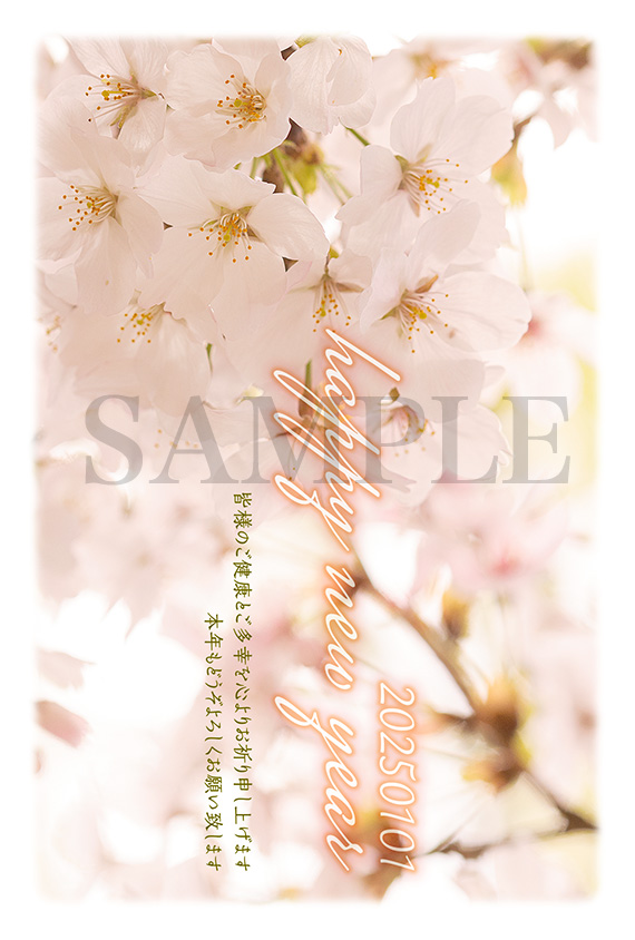 hc01 桜の写真年賀状2025