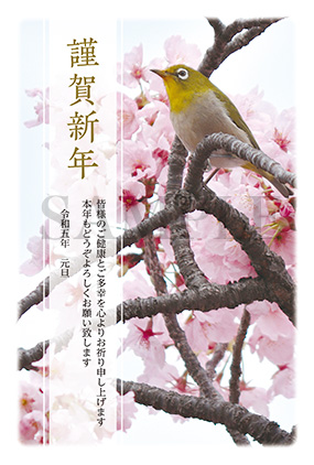 hc01 桜の写真年賀状2023