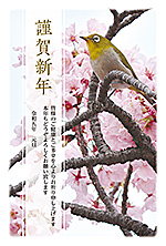 桜の写真年賀状2023