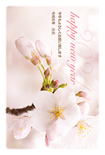 桜の写真年賀状2024