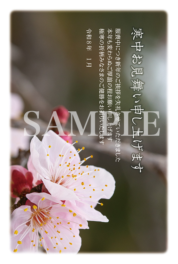 he01 梅の寒中見舞い2026