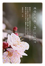 梅の寒中見舞い2026